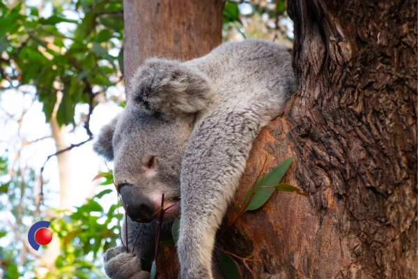 Koala in een boom in Oceanië
